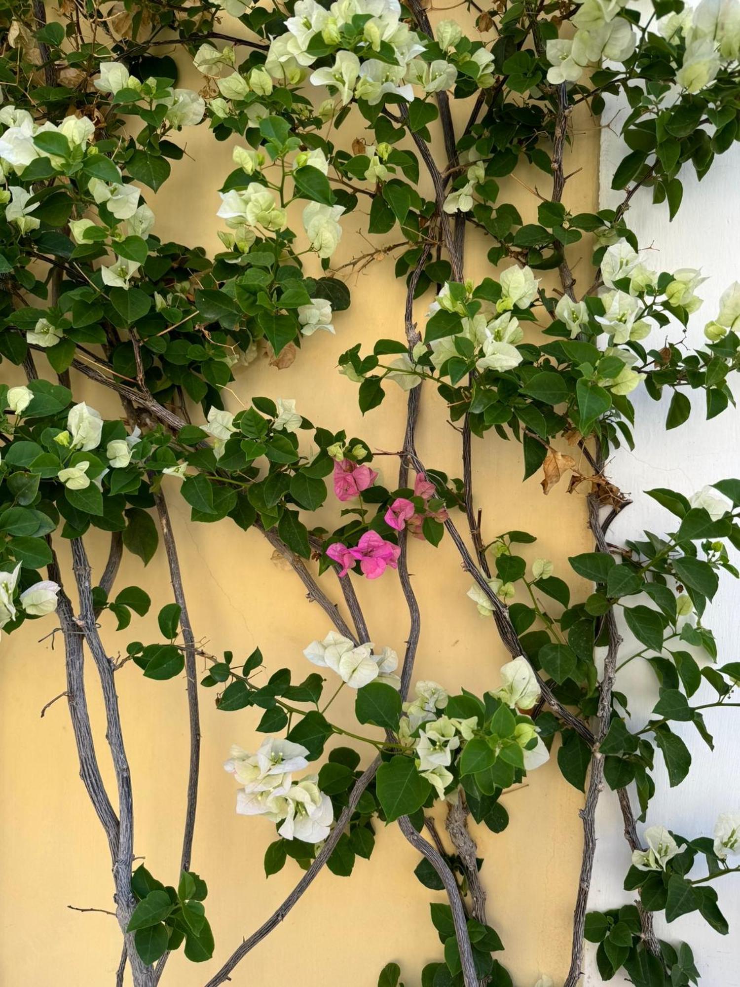Casa Calamondino Bed & Breakfast Bari Exterior photo